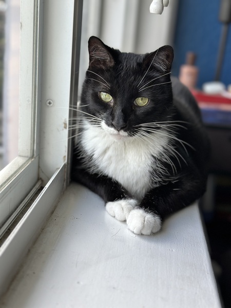 Entry image for Turks. Clicking this image will show a larger photo