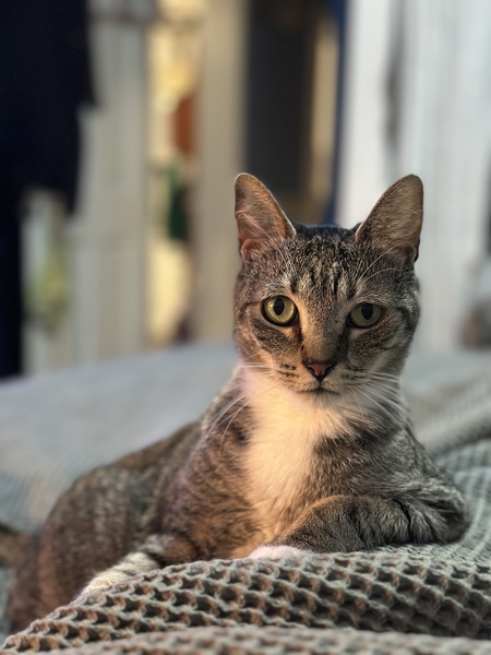 Entry image for Aurora. Clicking this image will show a larger photo