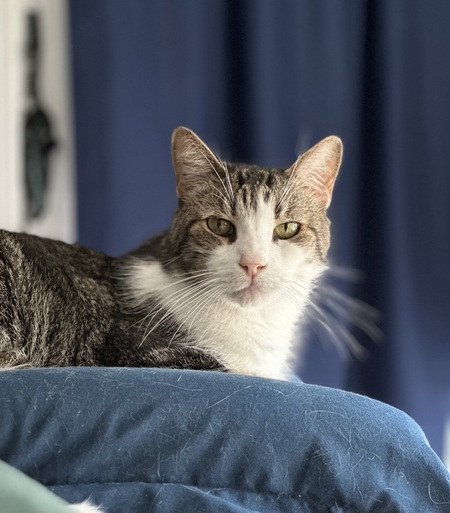 Entry image for Minton. Clicking this image will show a larger photo