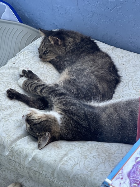 Entry image for Bob and White-foot. Clicking this image will show a larger photo