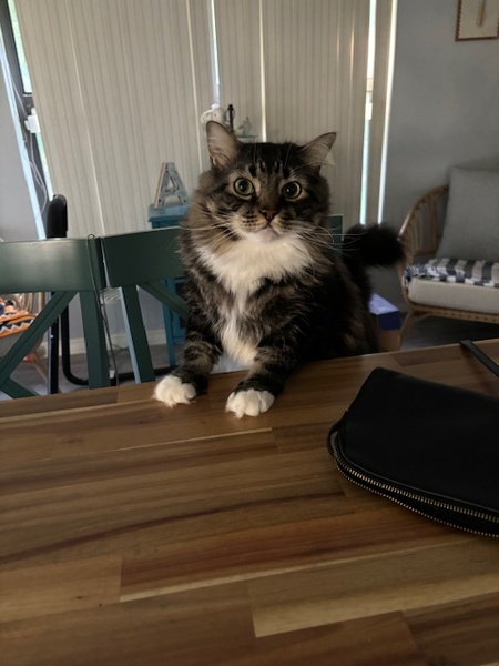 Entry image for Gentleman Kitty (aka Fat Cat). Clicking this image will show a larger photo