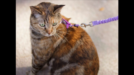 Entry image for Maja. Clicking this image will show a larger photo