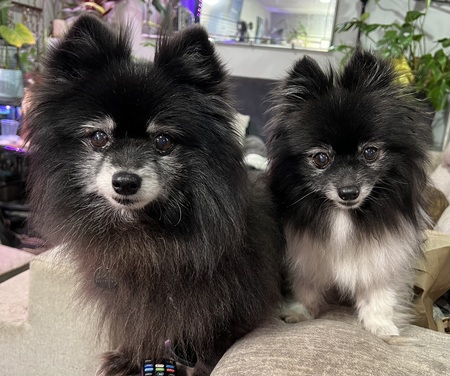 Bear & Sage