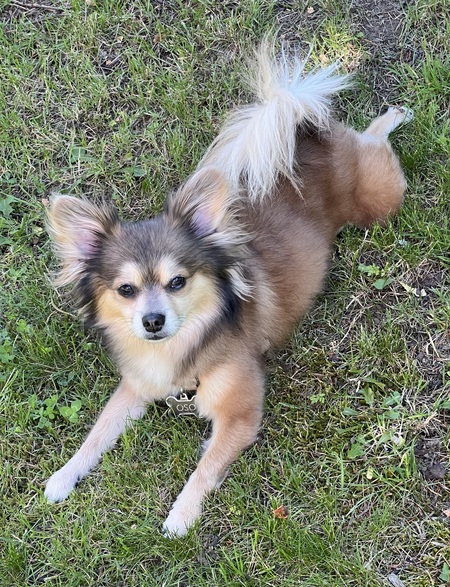 Oso