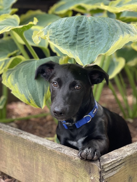 Grover (formerly known as Bobby)