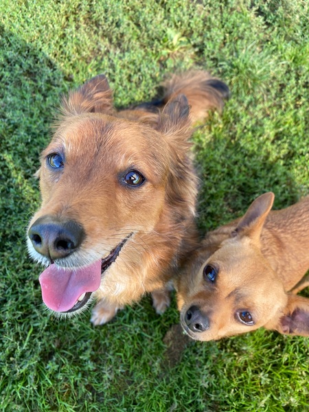 Entry image for Charlie and Cinnamon! . Clicking this image will show a larger photo
