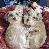 Entry image for Olive & Maizy