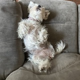 Entry image for Minnie Mozzarella