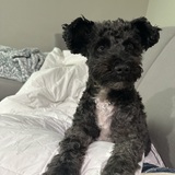 Entry image for Evie Rose