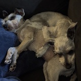 Entry image for Pippa and Kunigunde