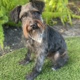 Entry image for Charlie