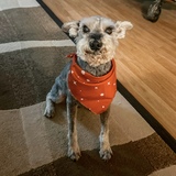 Entry image for Schaubie