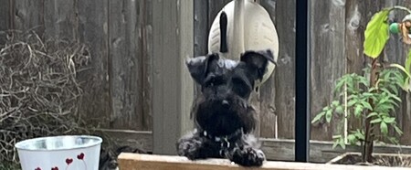 Wilhelm (Willie)