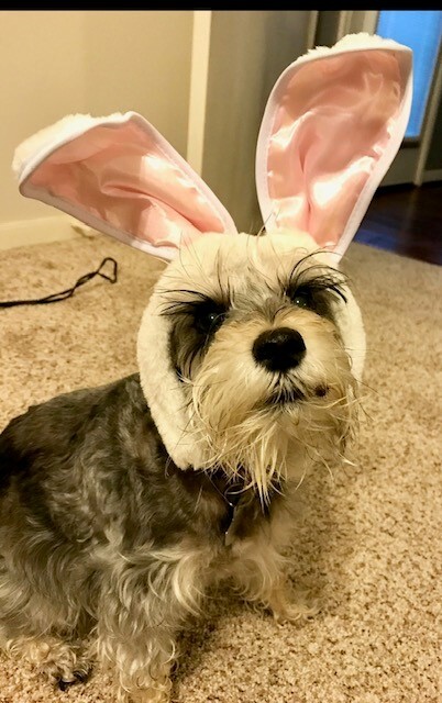 SadieBear