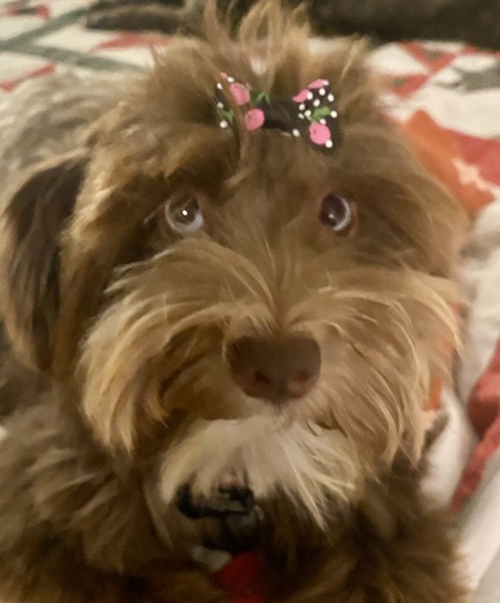 Entry image for Trixie. Clicking this image will show a larger photo