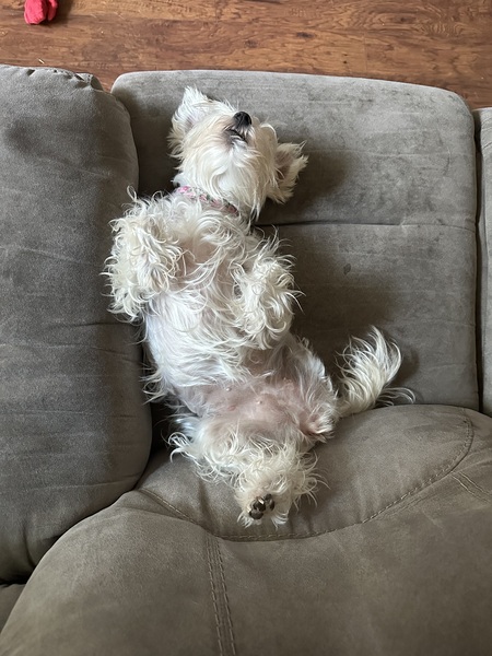 Entry image for Minnie Mozzarella. Clicking this image will show a larger photo