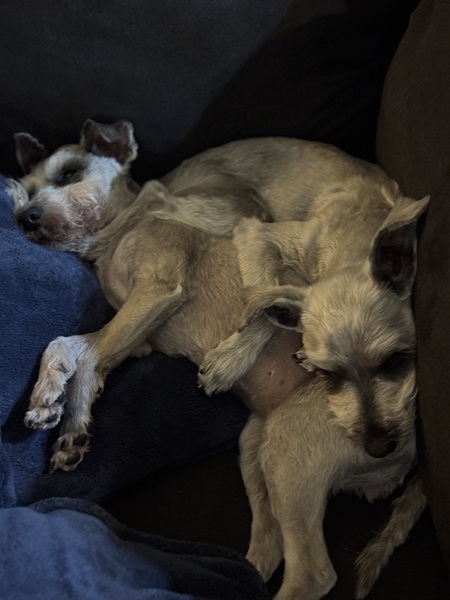 Entry image for Pippa and Kunigunde. Clicking this image will show a larger photo