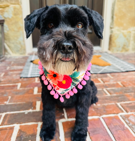 Entry image for Luna. Clicking this image will show a larger photo