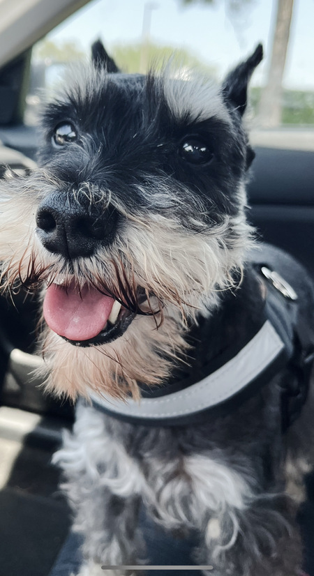 Entry image for Ike . Clicking this image will show a larger photo