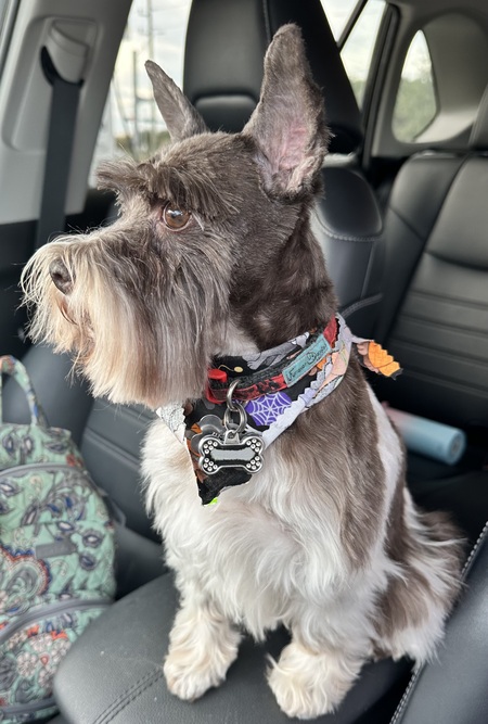 Entry image for Truffles. Clicking this image will show a larger photo