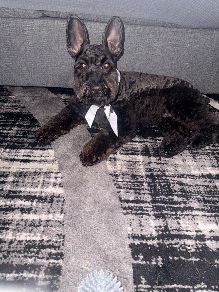 Entry image for Bruno Lopez . Clicking this image will show a larger photo