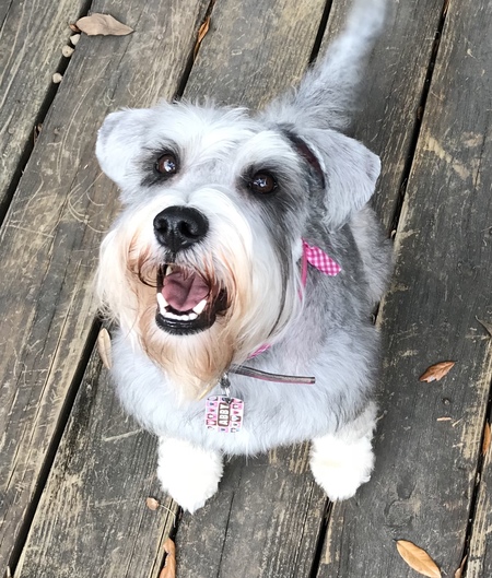 Entry image for Abby. Clicking this image will show a larger photo