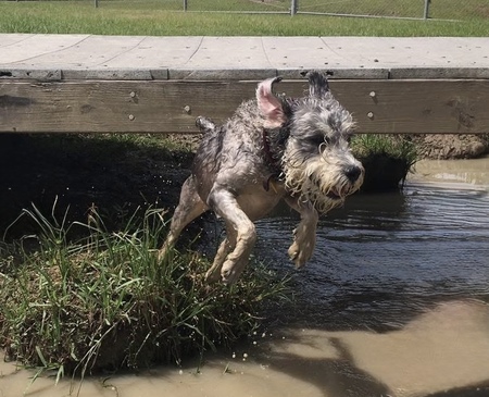 Entry image for Abby. Clicking this image will show a larger photo