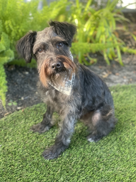 Entry image for Charlie. Clicking this image will show a larger photo