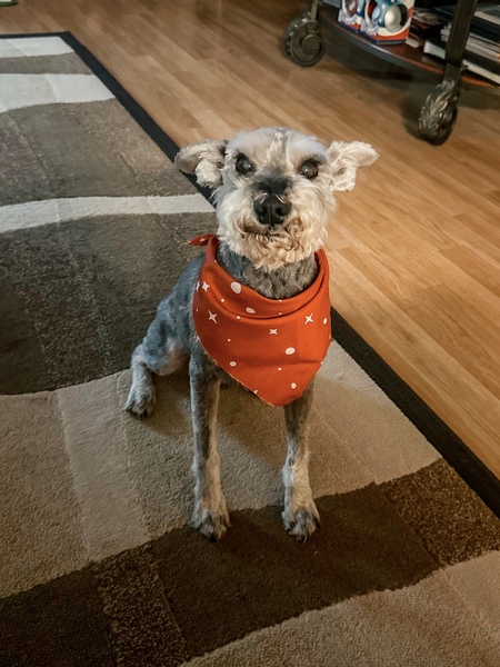 Entry image for Schaubie. Clicking this image will show a larger photo