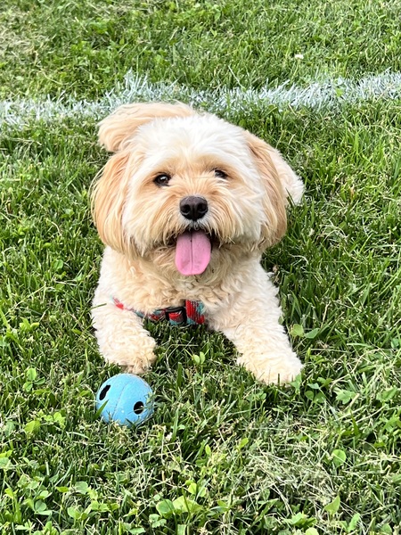 Entry image for Cooper. Clicking this image will show a larger photo