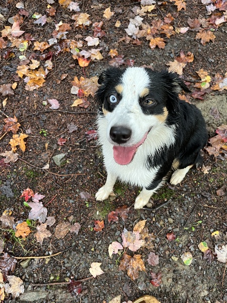 Suki