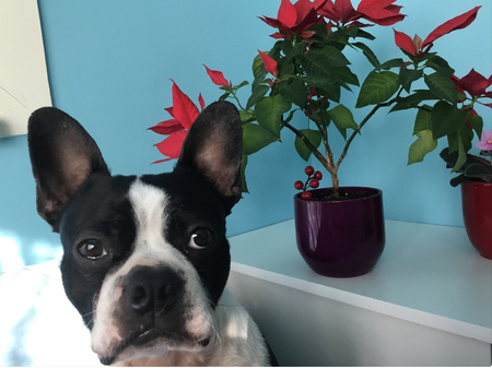 Gaston