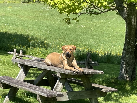 Sia (formerly known as Fia from Frontier Animal Society)