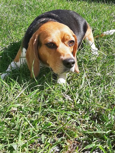 Abby