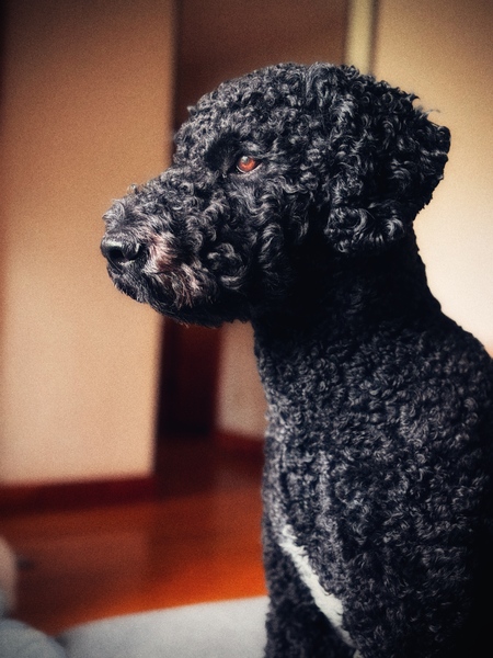 Enzo