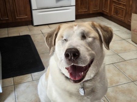 Pearl (adopted at the shelter)