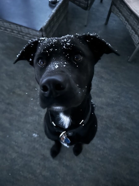 Scout
