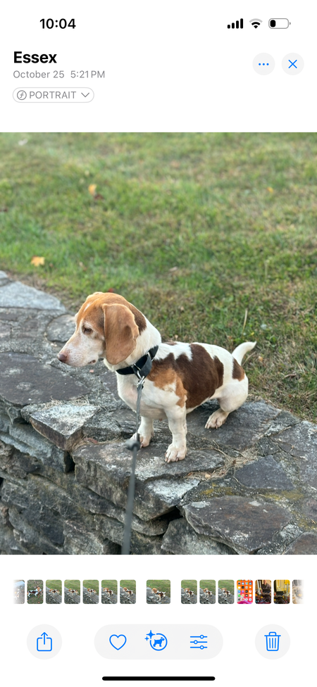 Daisy