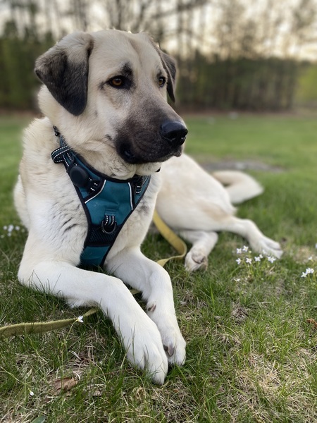 Denali