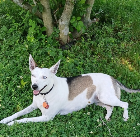 Biscuit 