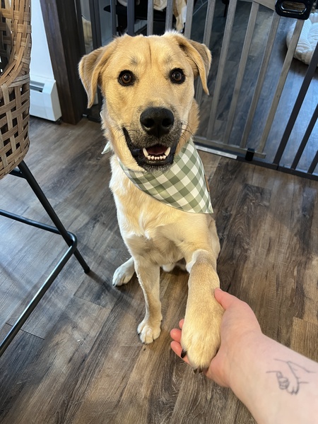 Knox