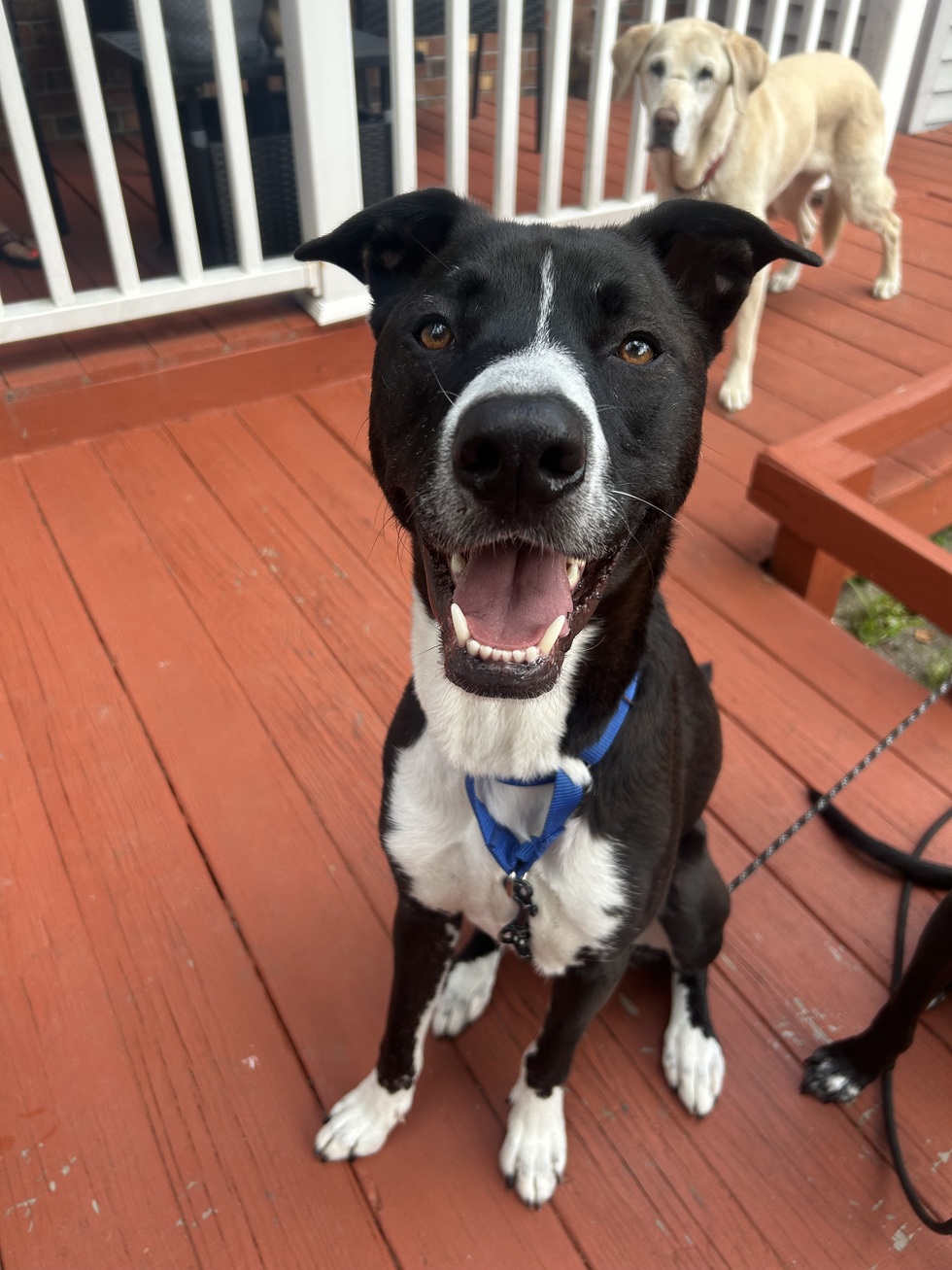 Vote for Mac Dog Star Rescue 2026 Calendar Contest