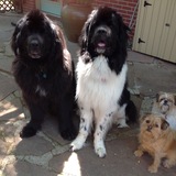 Entry image for Nisha, Boomer and The Grifters