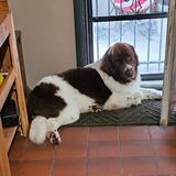Entry image for Gracie