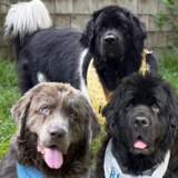 Entry image for Hank, Remmi & Blue