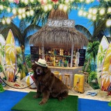 Entry image for Grover