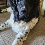 Entry image for Cookie