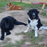 Entry image for Remi and Rip 