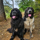 Entry image for Fergie and Otto
