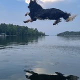 Entry image for Seamus
